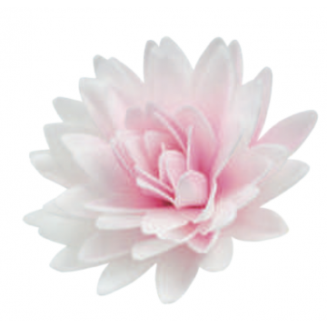 1 Fiore Aster sfumato rosa in ostia fiori mix  12,5 cm